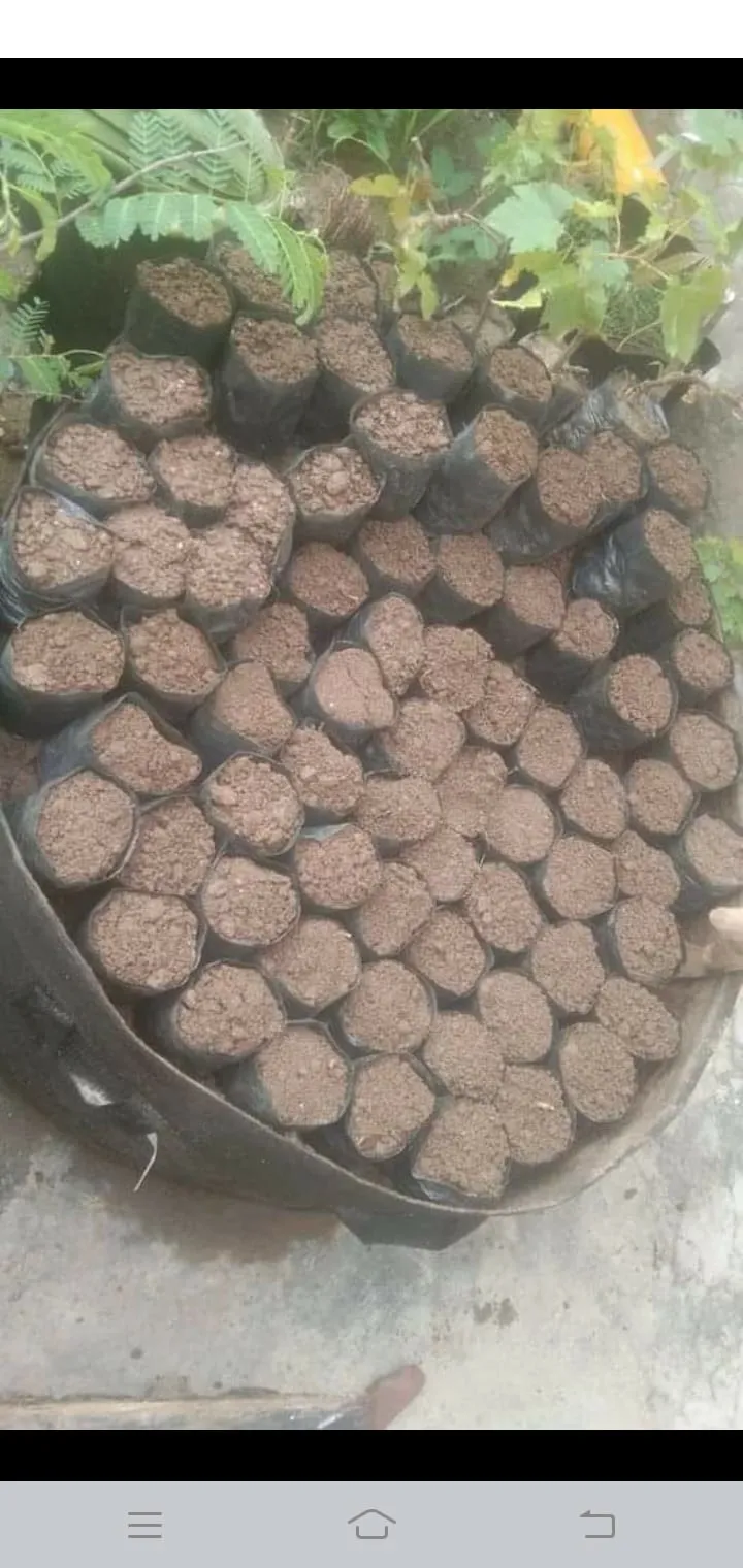 Green Seekers Activity